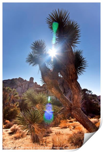 Sun Yucca  Brevifolia Sun Flare Mojave Desert Joshua Tree National P Print by William Perry