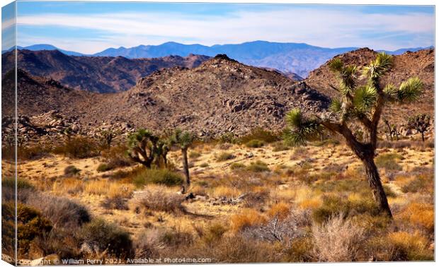 Yucca  Brevifolia Mountains Mojave Desert Joshua Tree National P Canvas Print by William Perry