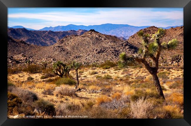 Yucca  Brevifolia Mountains Mojave Desert Joshua Tree National P Framed Print by William Perry