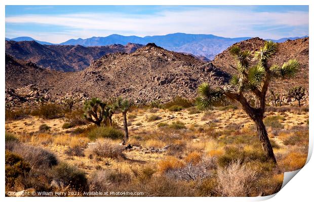 Yucca  Brevifolia Mountains Mojave Desert Joshua Tree National P Print by William Perry