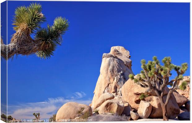 Rock Yucca  Brevifolia Mojave Desert Joshua Tree National Park C Canvas Print by William Perry
