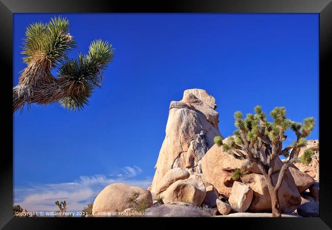 Rock Yucca  Brevifolia Mojave Desert Joshua Tree National Park C Framed Print by William Perry