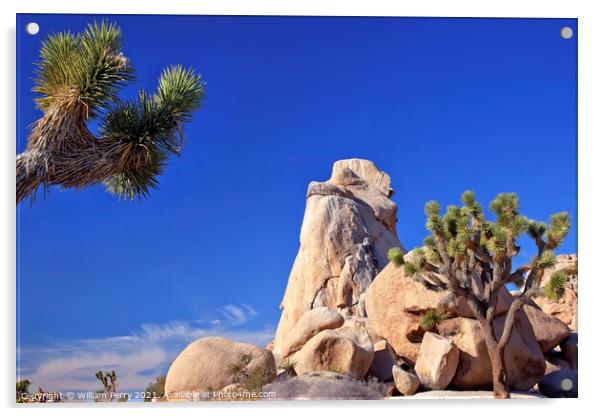 Rock Yucca  Brevifolia Mojave Desert Joshua Tree National Park C Acrylic by William Perry