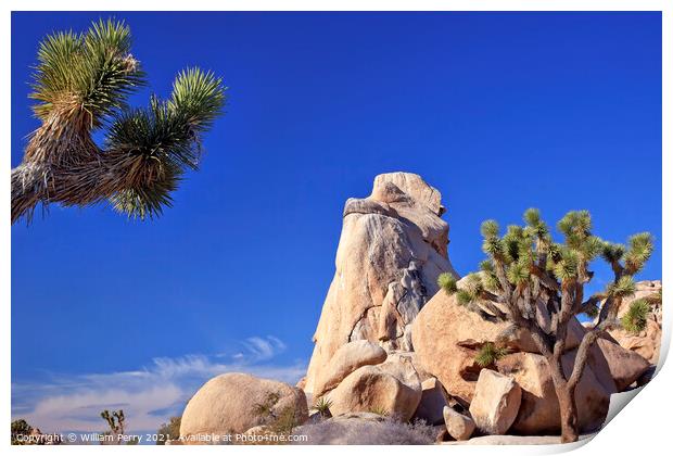 Rock Yucca  Brevifolia Mojave Desert Joshua Tree National Park C Print by William Perry