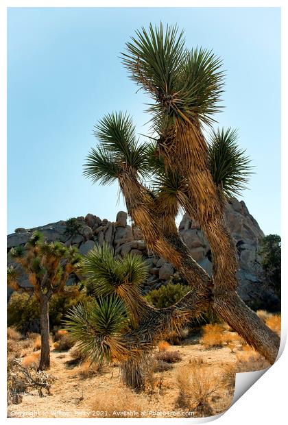 Yucca  Brevifolia Mojave Desert Joshua Tree National Park Califo Print by William Perry