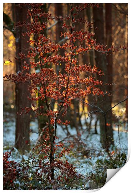 Sunlit Beech tree Print by Simon Johnson