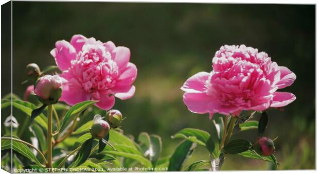 Pink Peony Flowers and Buds Canvas Print by STEPHEN THOMAS