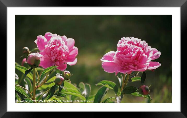 Pink Peony Flowers and Buds Framed Mounted Print by STEPHEN THOMAS