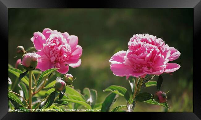 Pink Peony Flowers and Buds Framed Print by STEPHEN THOMAS