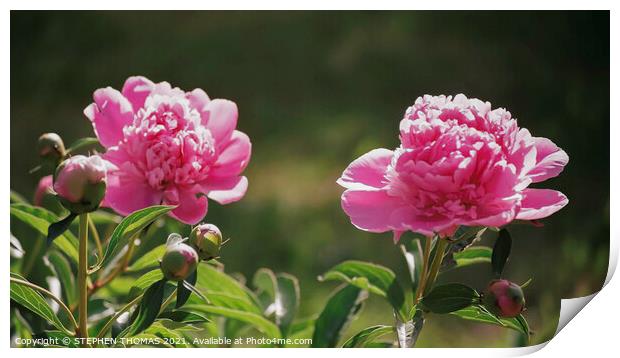 Pink Peony Flowers and Buds Print by STEPHEN THOMAS