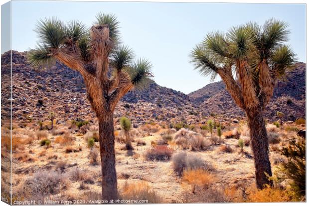 Trees Yucca  Brevifolia Mojave Desert Joshua Tree National Park Canvas Print by William Perry