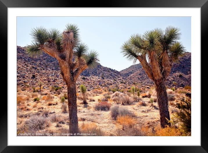 Trees Yucca  Brevifolia Mojave Desert Joshua Tree National Park Framed Mounted Print by William Perry