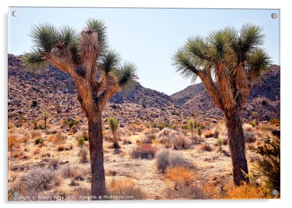 Trees Yucca  Brevifolia Mojave Desert Joshua Tree National Park Acrylic by William Perry