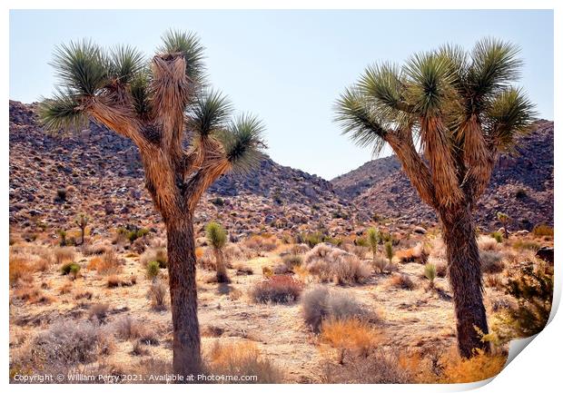 Trees Yucca  Brevifolia Mojave Desert Joshua Tree National Park Print by William Perry