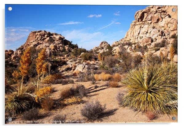 Yucca Nolina Beargrass Mojave Desert Joshua Tree National Park C Acrylic by William Perry