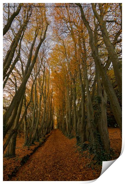Autumn Tree Tunnel Print by Duncan Savidge