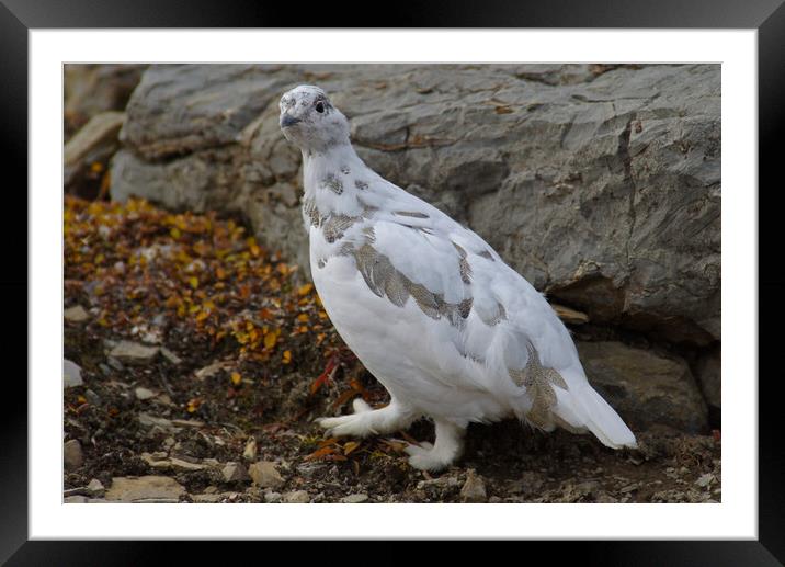 Ptarmigan Framed Mounted Print by Amy Rogers