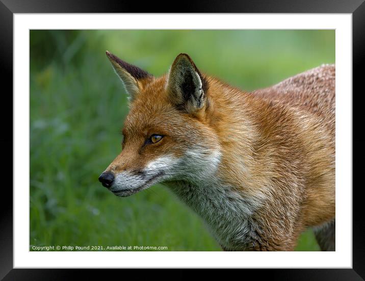 Red Fox Framed Mounted Print by Philip Pound