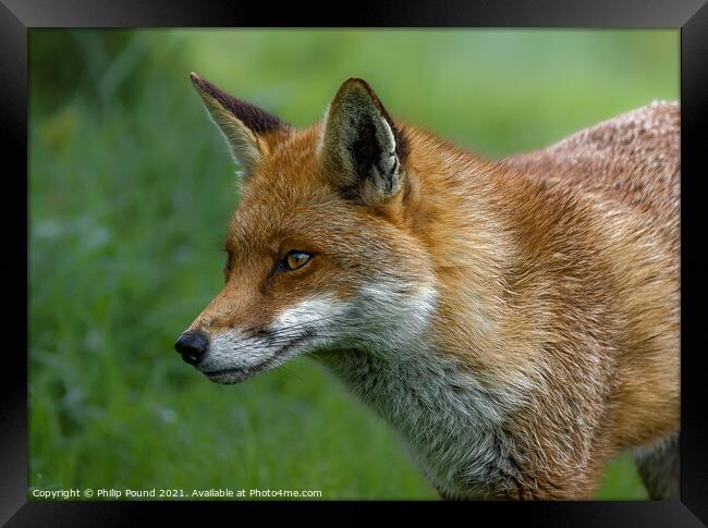 Red Fox Framed Print by Philip Pound