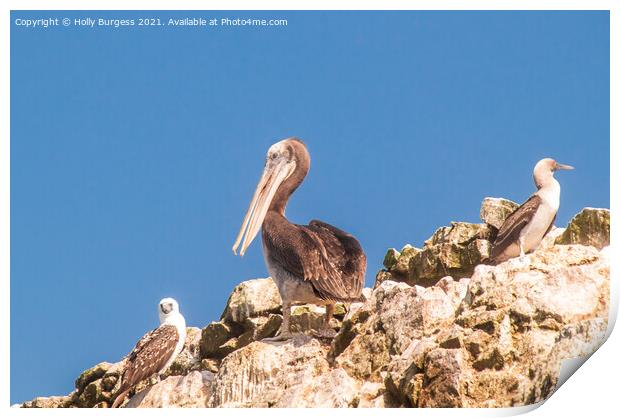 Peruvian Pelicans and Blu footed Booby from South America  Print by Holly Burgess