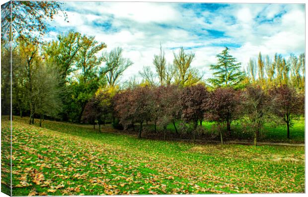 forest in autumn with green grass and colorful trees Canvas Print by David Galindo