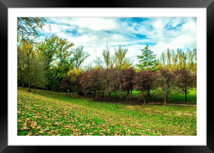 forest in autumn with green grass and colorful trees Framed Mounted Print by David Galindo