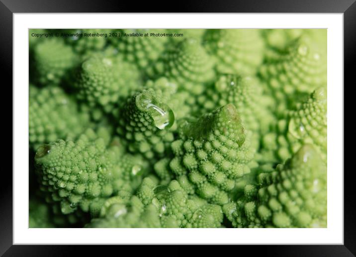 Romanesque Broccoli Framed Mounted Print by Alexandre Rotenberg