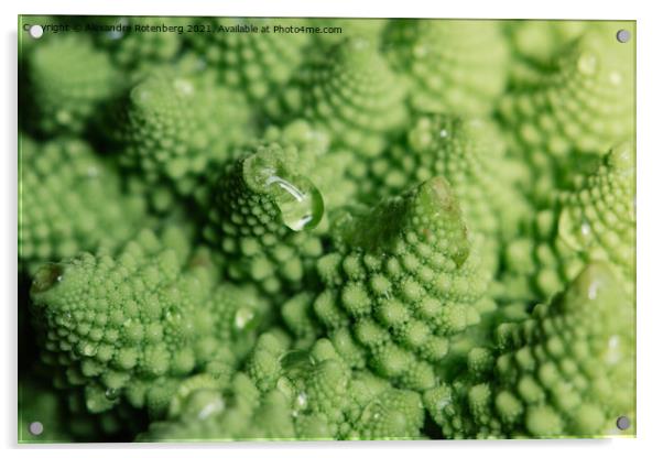 Romanesque Broccoli Acrylic by Alexandre Rotenberg
