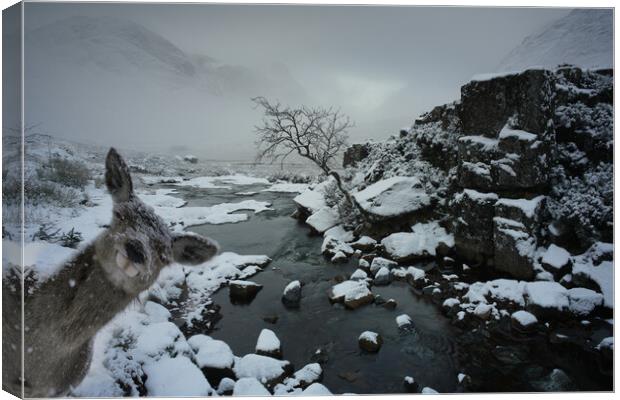  Photobombed by hind, Glencoe Scotland deer, stag, snow  Canvas Print by JC studios LRPS ARPS