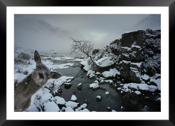  Photobombed by hind, Glencoe Scotland deer, stag, snow  Framed Mounted Print by JC studios LRPS ARPS
