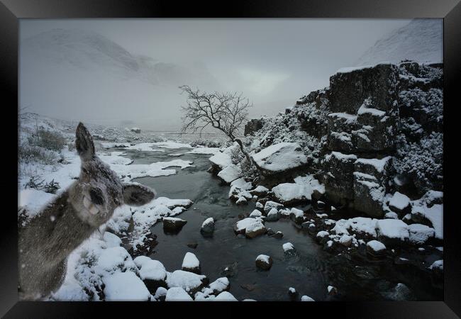  Photobombed by hind, Glencoe Scotland deer, stag, snow  Framed Print by JC studios LRPS ARPS
