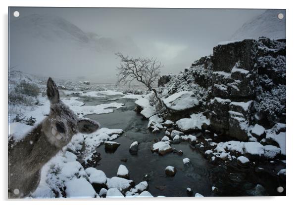  Photobombed by hind, Glencoe Scotland deer, stag, snow  Acrylic by JC studios LRPS ARPS