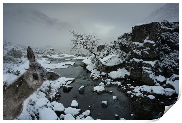  Photobombed by hind, Glencoe Scotland deer, stag, snow  Print by JC studios LRPS ARPS