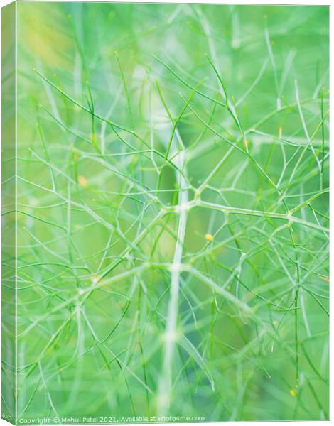 Close up of fennel plant (Foeniculum vulgare) Canvas Print by Mehul Patel