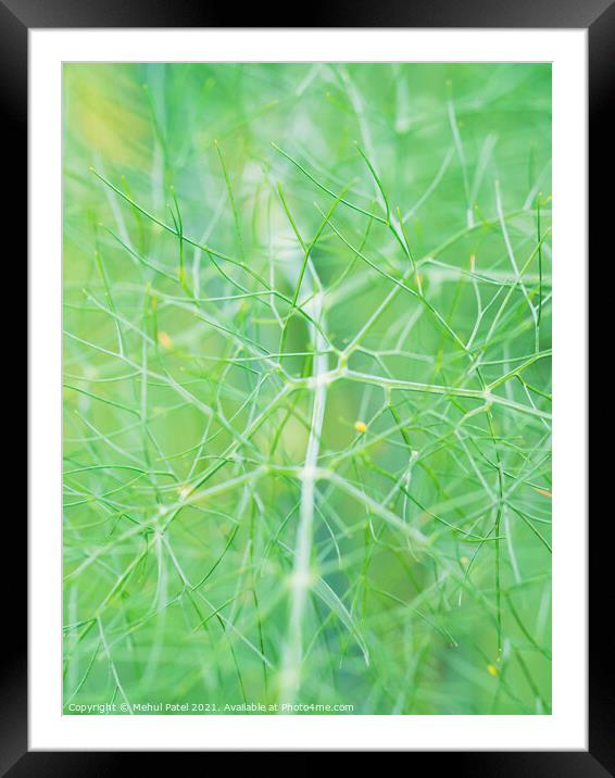 Close up of fennel plant (Foeniculum vulgare) Framed Mounted Print by Mehul Patel