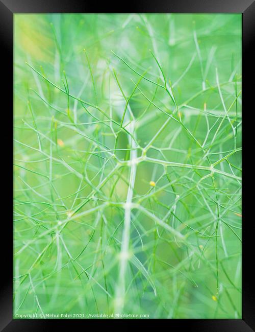 Close up of fennel plant (Foeniculum vulgare) Framed Print by Mehul Patel