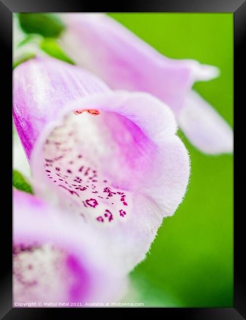 Close up of purple foxglove flower (digitalis purpurea Framed Print by Mehul Patel