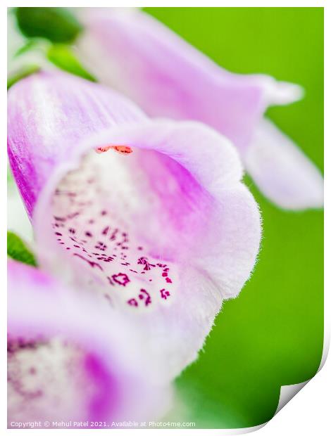 Close up of purple foxglove flower (digitalis purpurea Print by Mehul Patel
