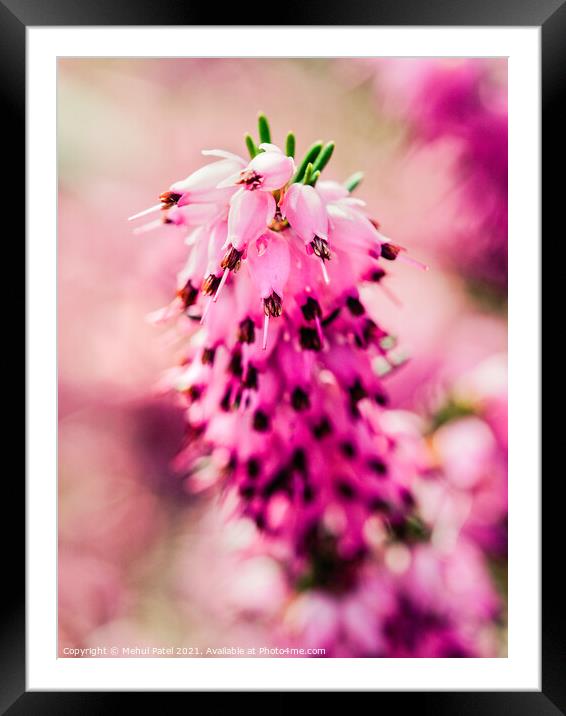Close up of pink flowers on heather Erica × darleyensis Framed Mounted Print by Mehul Patel