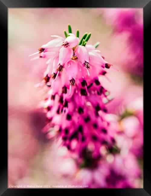 Close up of pink flowers on heather Erica × darleyensis Framed Print by Mehul Patel