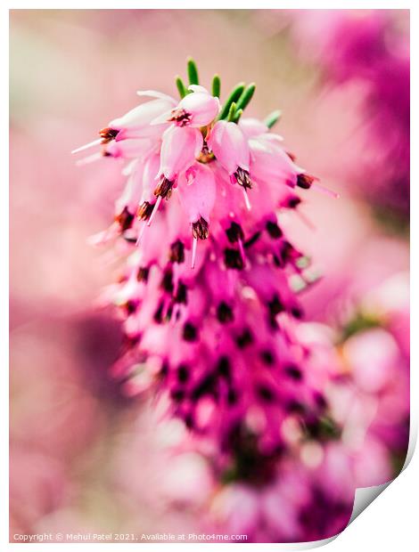 Close up of pink flowers on heather Erica × darleyensis Print by Mehul Patel