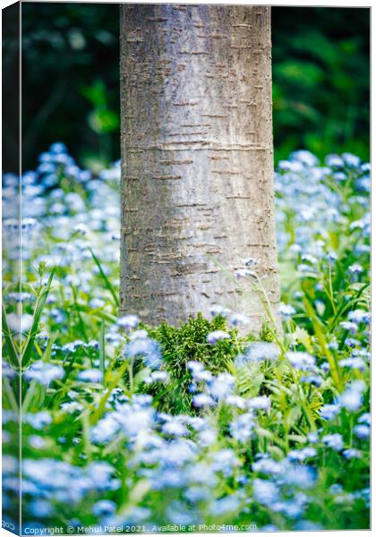 Base of Cherry tree trunk with moss growth surrounded by foliage and blue forget-me-not (Myosotis) flowers Canvas Print by Mehul Patel