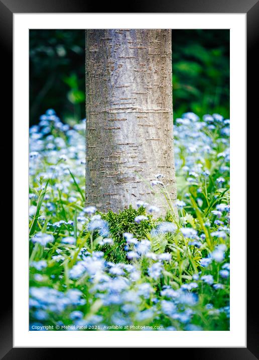 Base of Cherry tree trunk with moss growth surrounded by foliage and blue forget-me-not (Myosotis) flowers Framed Mounted Print by Mehul Patel