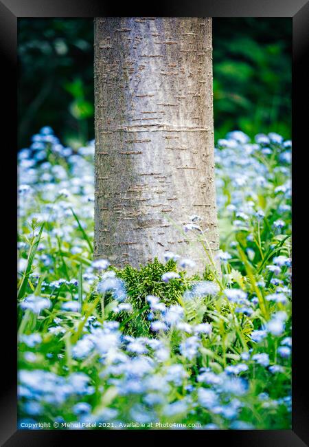 Base of Cherry tree trunk with moss growth surrounded by foliage and blue forget-me-not (Myosotis) flowers Framed Print by Mehul Patel