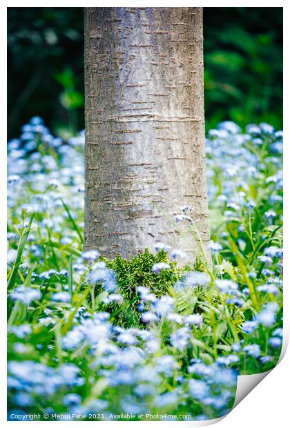 Base of Cherry tree trunk with moss growth surrounded by foliage and blue forget-me-not (Myosotis) flowers Print by Mehul Patel