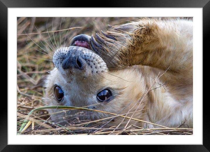 Grey Seal pup with flipper in mouth Framed Mounted Print by Fiona Etkin