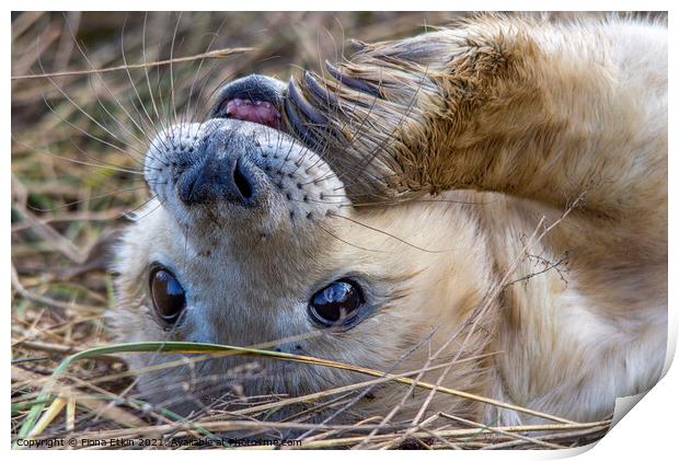 Grey Seal pup with flipper in mouth Print by Fiona Etkin