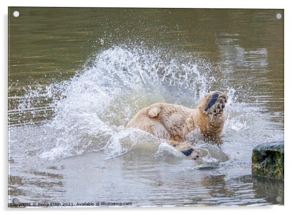 Polar bear diving into water Acrylic by Fiona Etkin