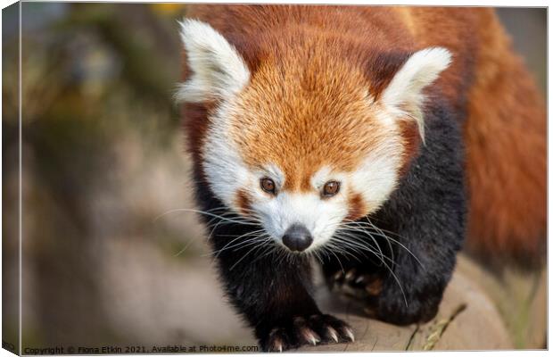 Red Panda taking a stroll Canvas Print by Fiona Etkin