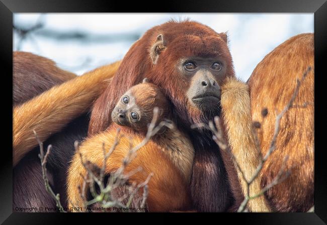 Baby Howler Monkey with mum Framed Print by Fiona Etkin